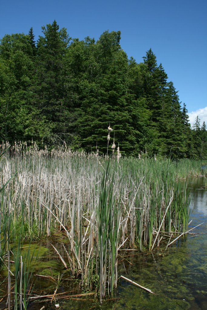 Amherst Point Migratory Bird Sanctuary, Cattails by brianscottpettigrew