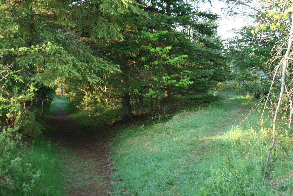 Amherst Point Migratory Bird Sanctuary, Fork In Path by brianscottpettigrew