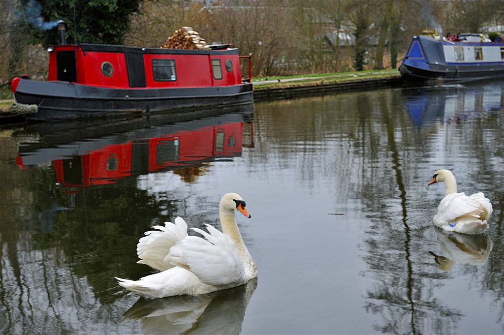 Swans dance on the Grand Union Canal ~ Berkhamsted ~ sharpened by Tomas by Nick Weall