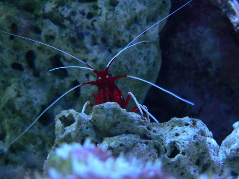 Budapest, Campona Tropicarium by bela.keresztfalvi