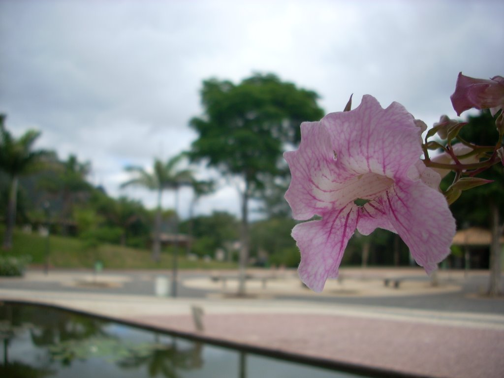 Flor no Parque das Mangabeiras by Lucas Conrado