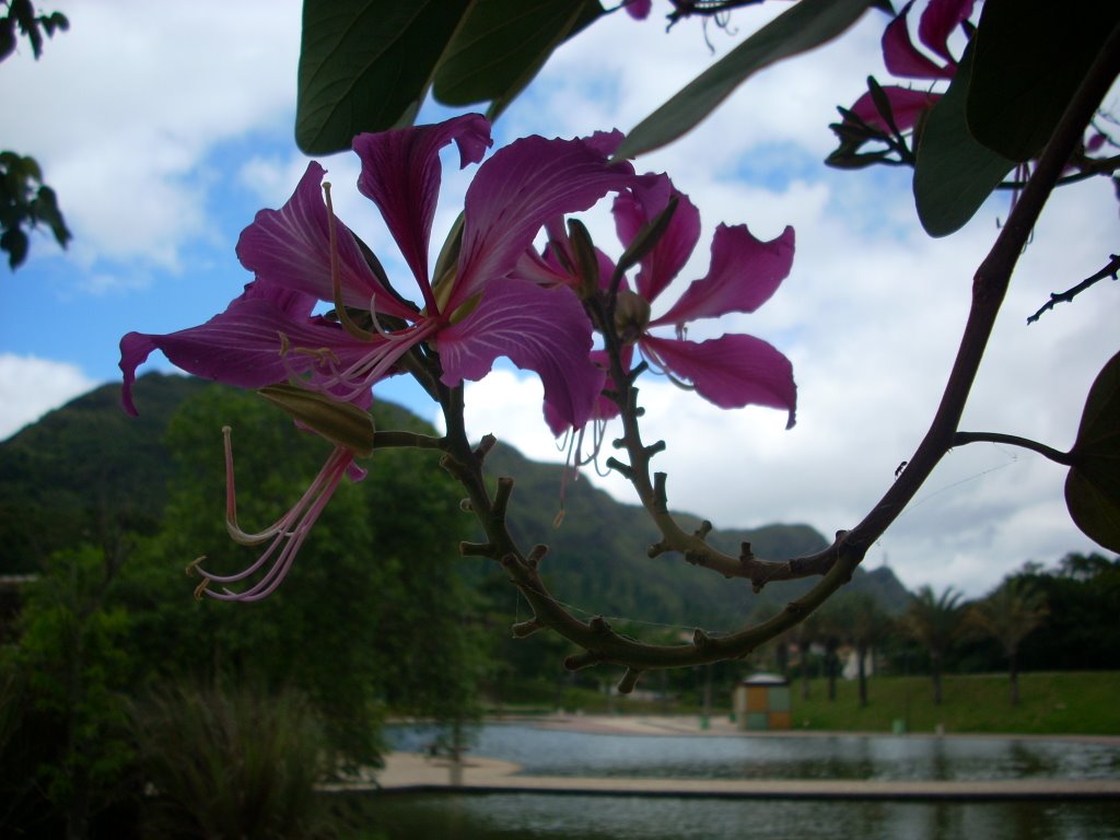 Pata de Vaca (Bauhinia forticata) e Serra do Curral by Lucas Conrado