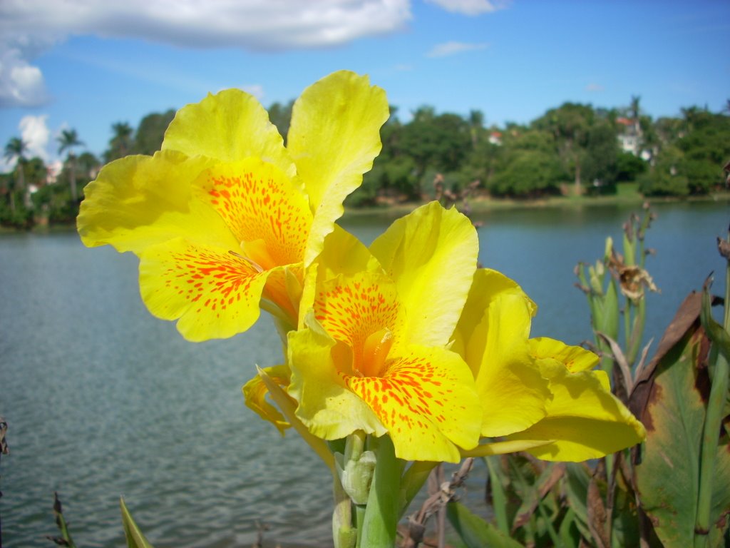 Flores amarelas na beira da Lagoa da Pampulha by Lucas Conrado