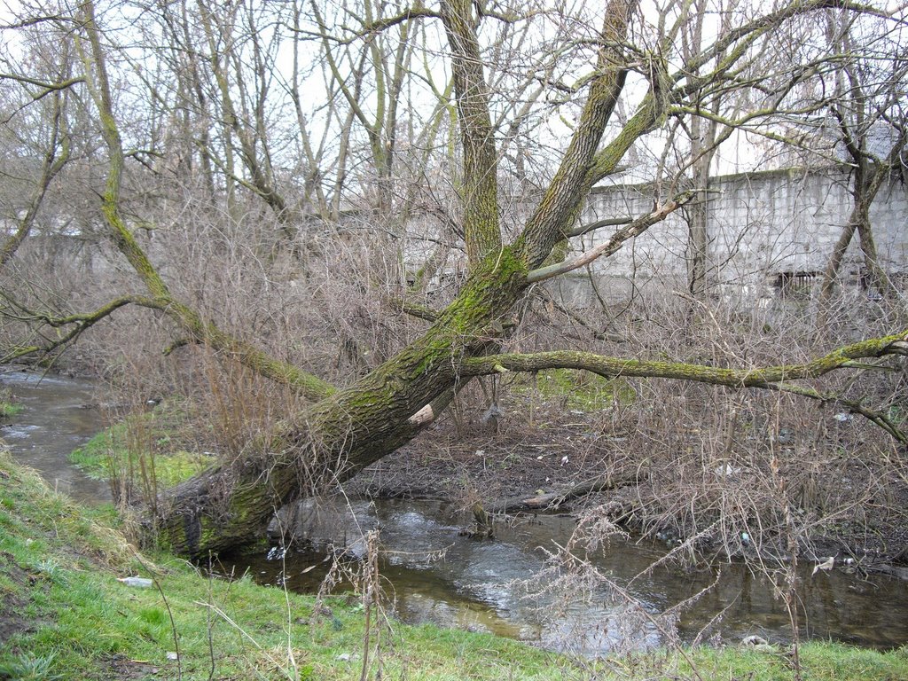 Old tree by Rumlin