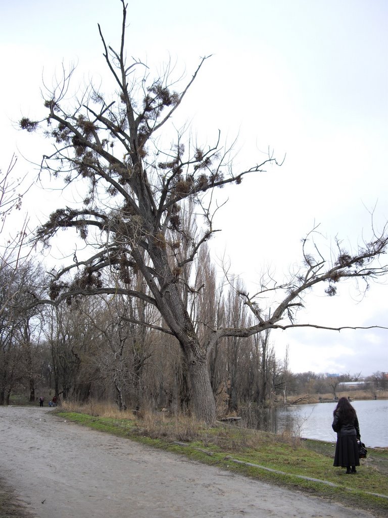 Old tree by Rumlin