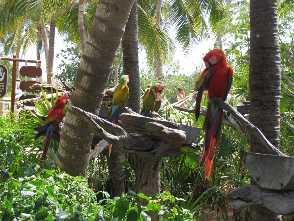 Parrots in Xel Ha Park by Millelire