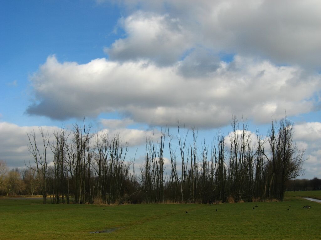 Woodhenge II by earshot