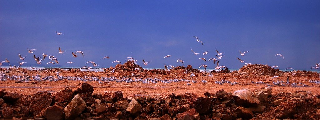 Seagull's meeting area.... by Κώστας Ανδρεόπουλος