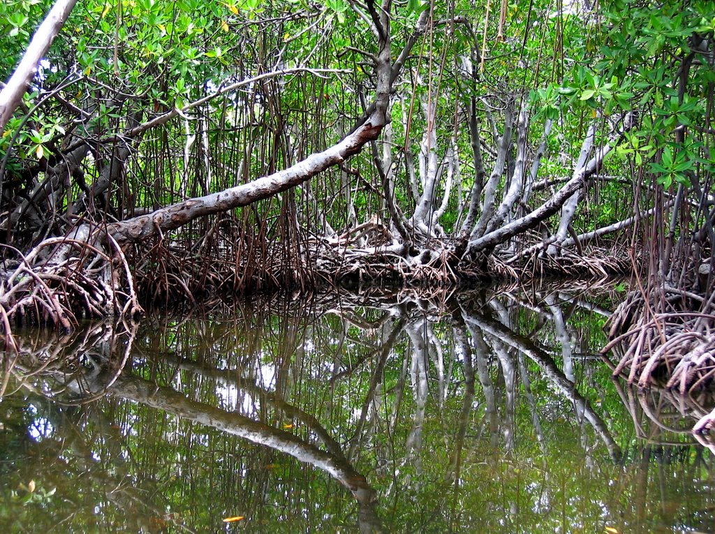 La parguera, Mangrove by estelle.lavie