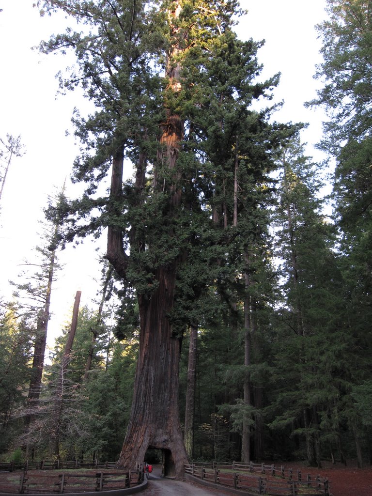 Chandelier Tree by Robert_P