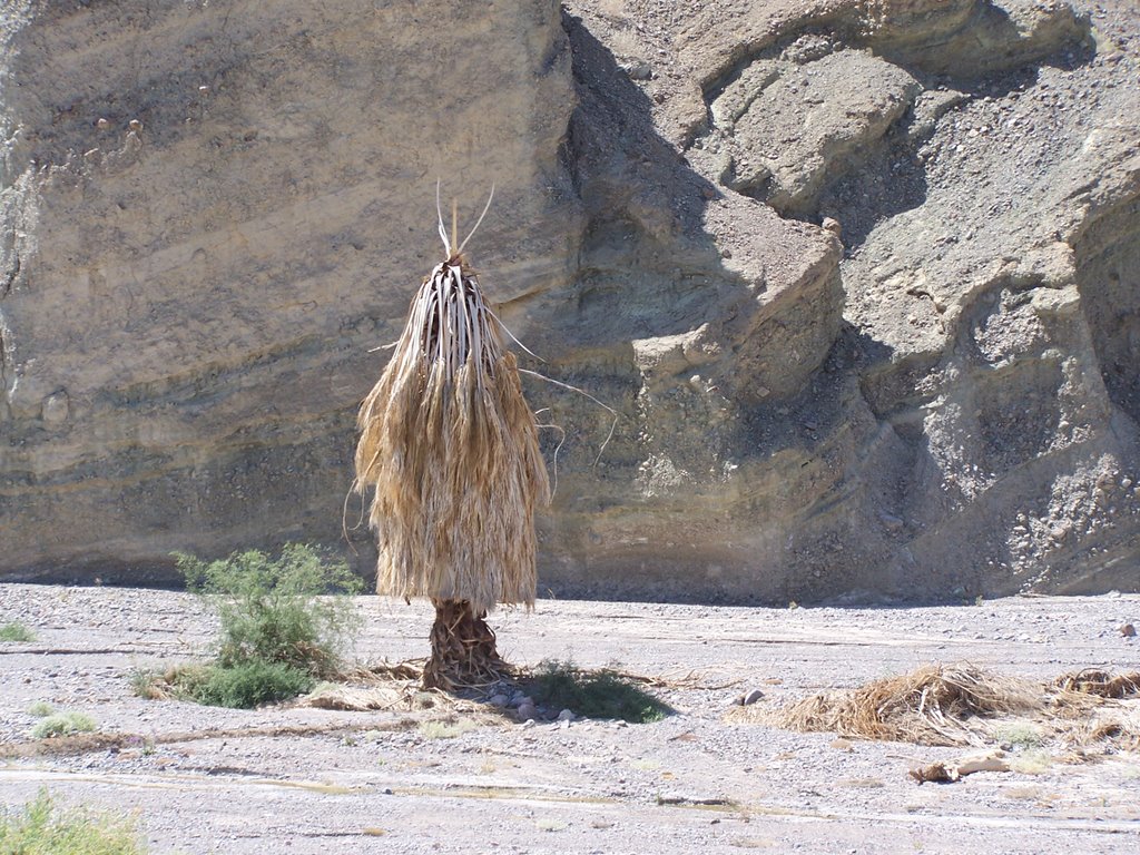 Palm Kachina, Death Valley by bonsaibill2000