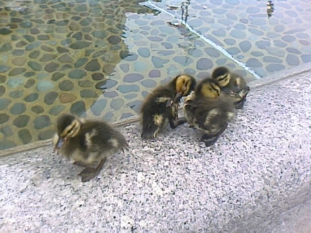 Ducklings in the fountain outside the Ronald Reagan Building by Kd_Ante