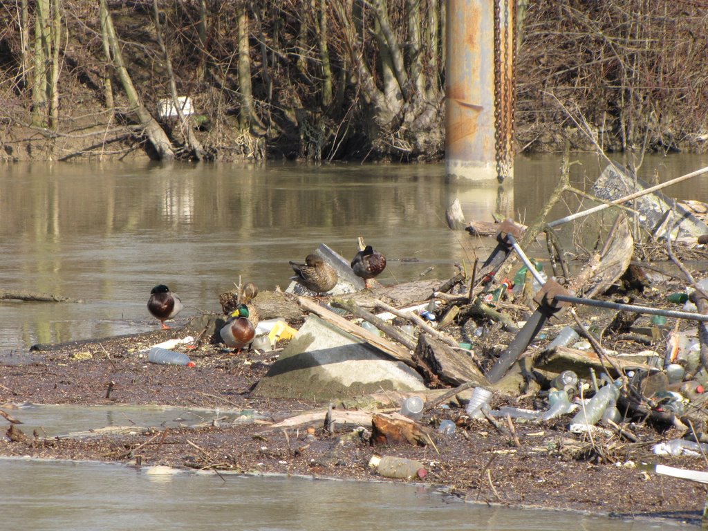 Canards sur décharge flottante by Benoit Brémilts