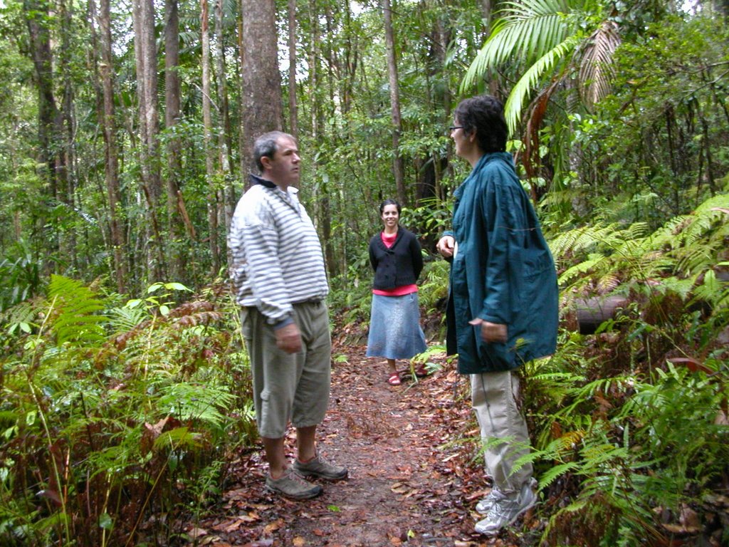 Things to do - A rainforest walk by whispersatkenilworth