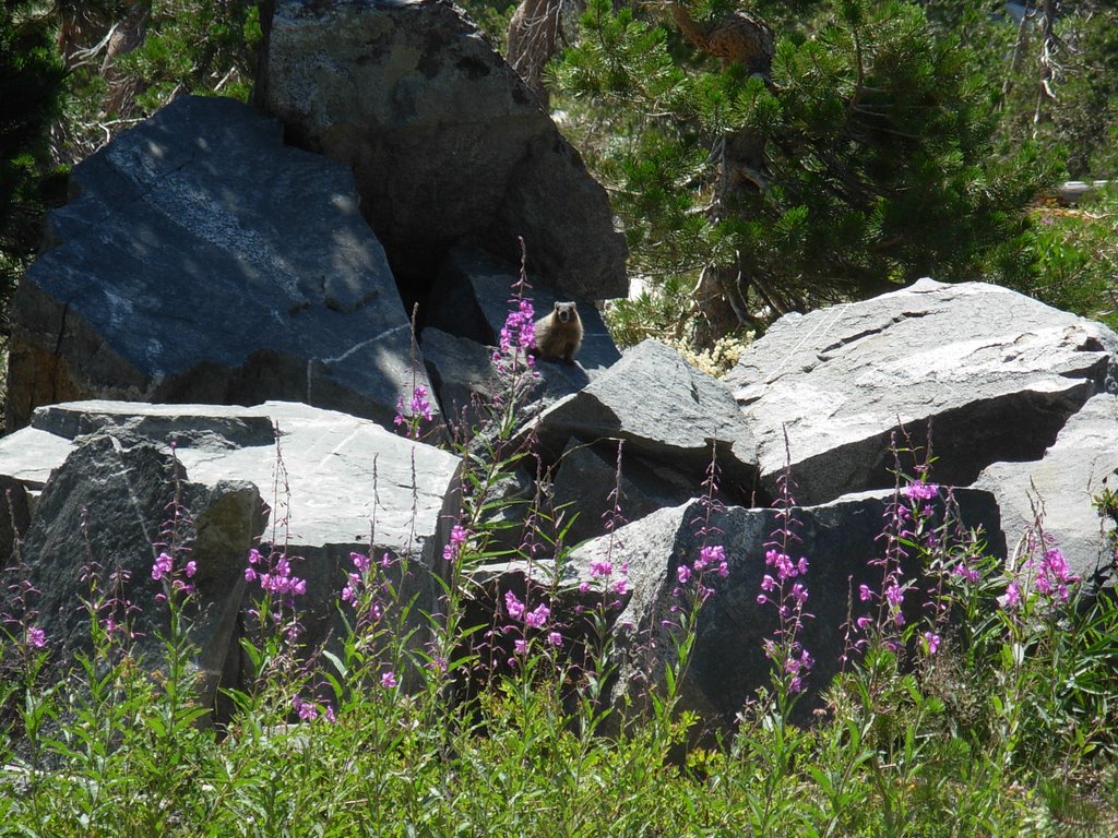 Marmot on Rock by wgerman