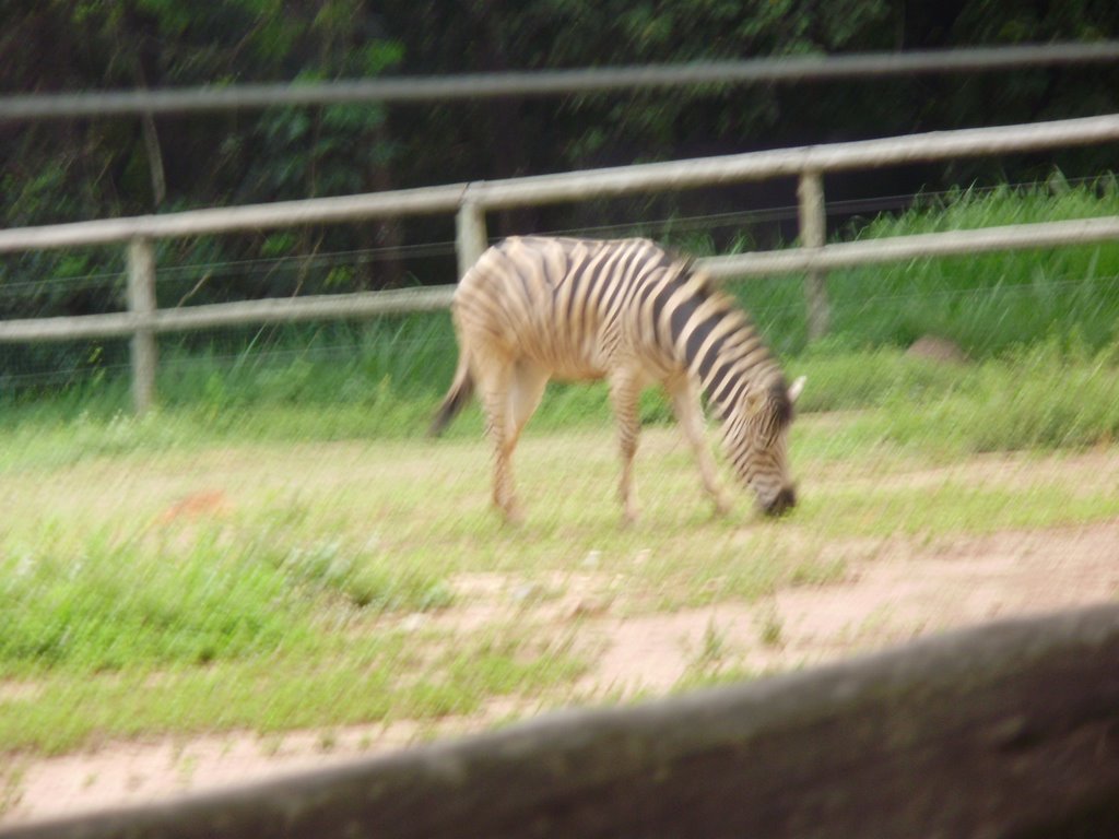 Zoologico de Belo Horizonte by Josemar Santos