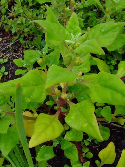 Tetragonia tetragonoides (Aizoaceae) by Greg Steenbeeke