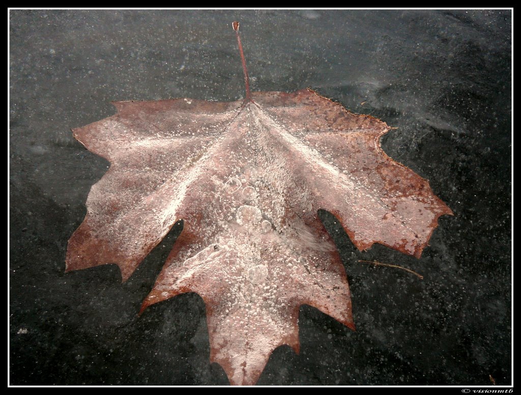 Pod ľadom... / under the ice... by Martin Bozik