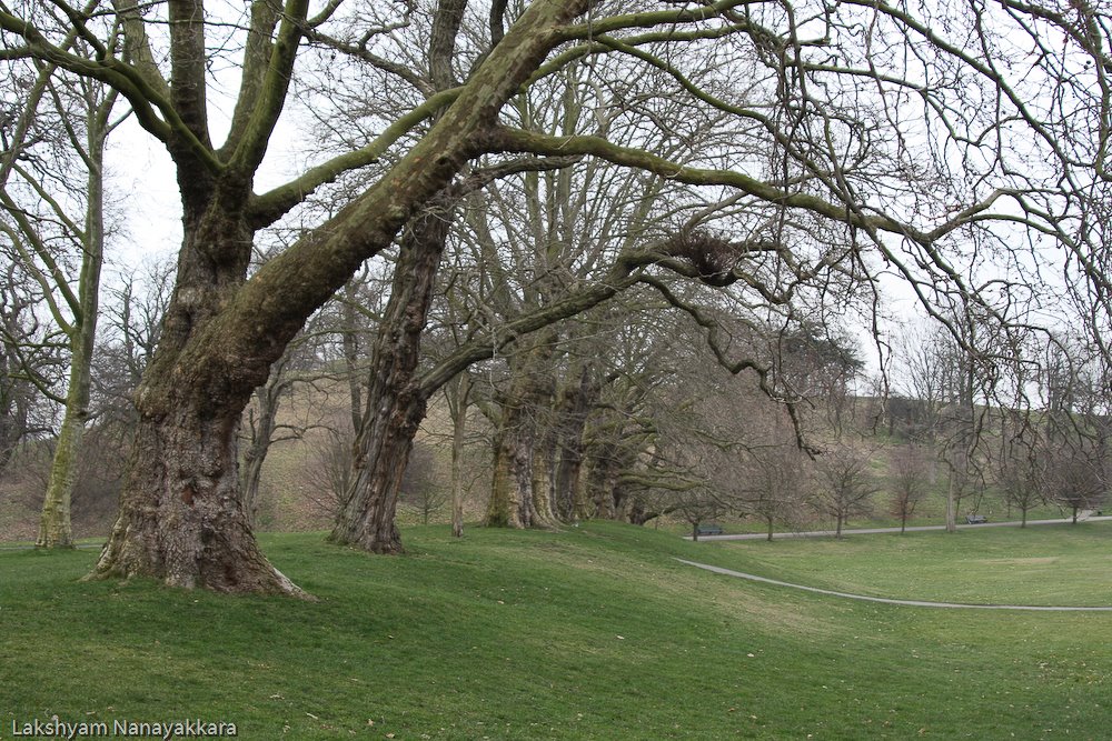 Greenwich Park- Winter by lakshyam