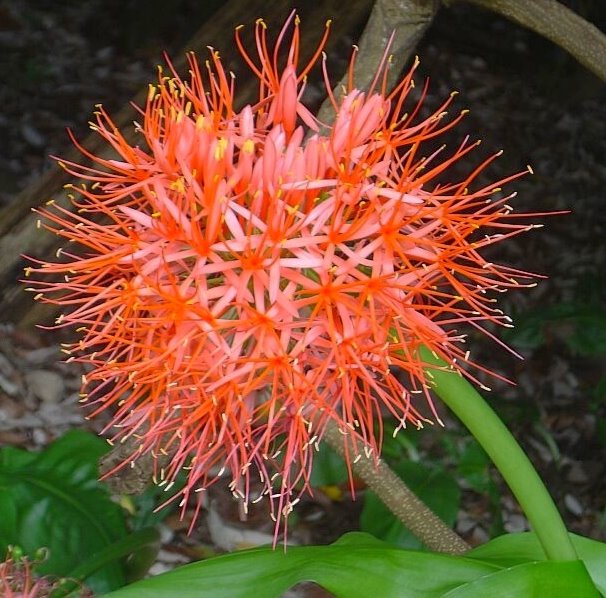 Indigenous : "Gifbol" Red posy (Tumbleweed) by Hazel Coetzee