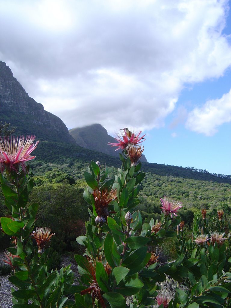 Kirstenbosch: Sunbird on Protea Aurea by Hazel Coetzee