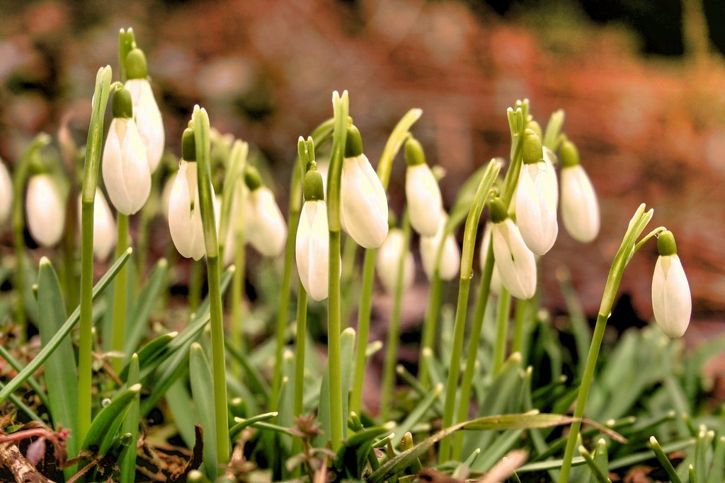 Galanthus nivalis - Schneeglöckchen - Snowdrop - HDR by Strucki