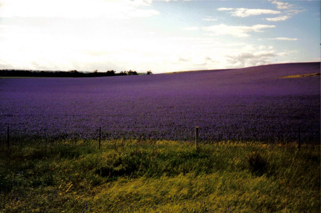 Australia;Hills near Kapunda during Springtime by Thomas Kr.