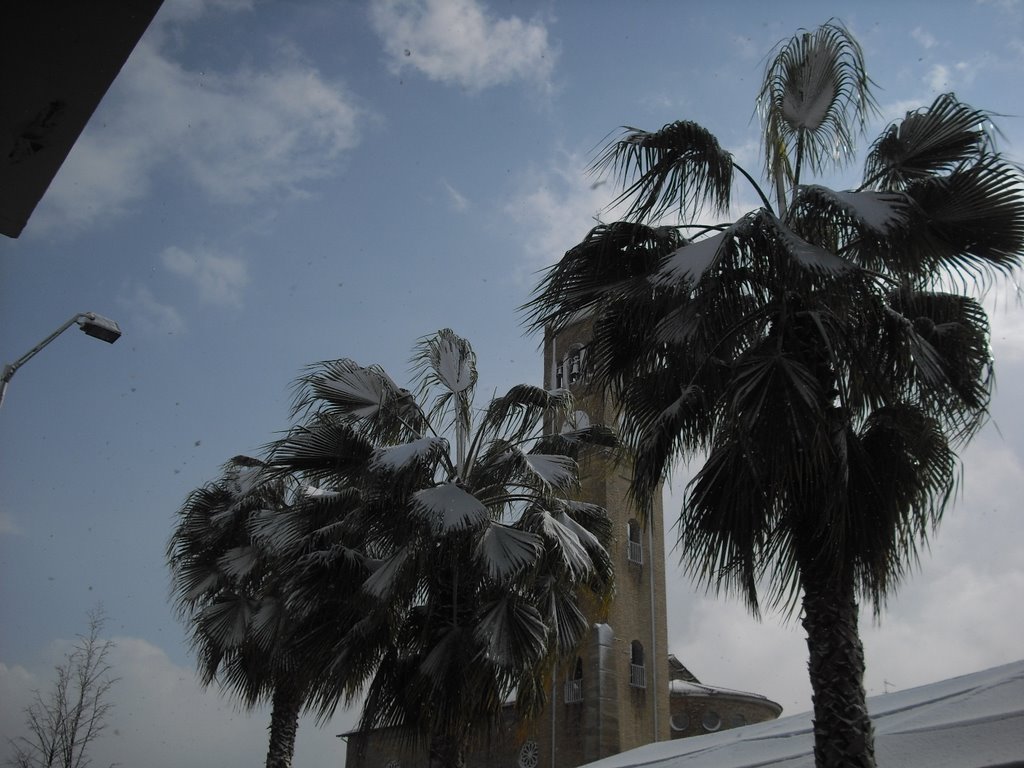 Il campanile, le palme di piazza Cavour e la neve di Febbraio 2009 by alfredo.difelice