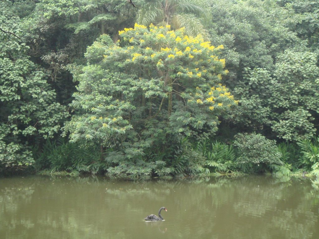 Burle Marx, lago. by Marcelo S F