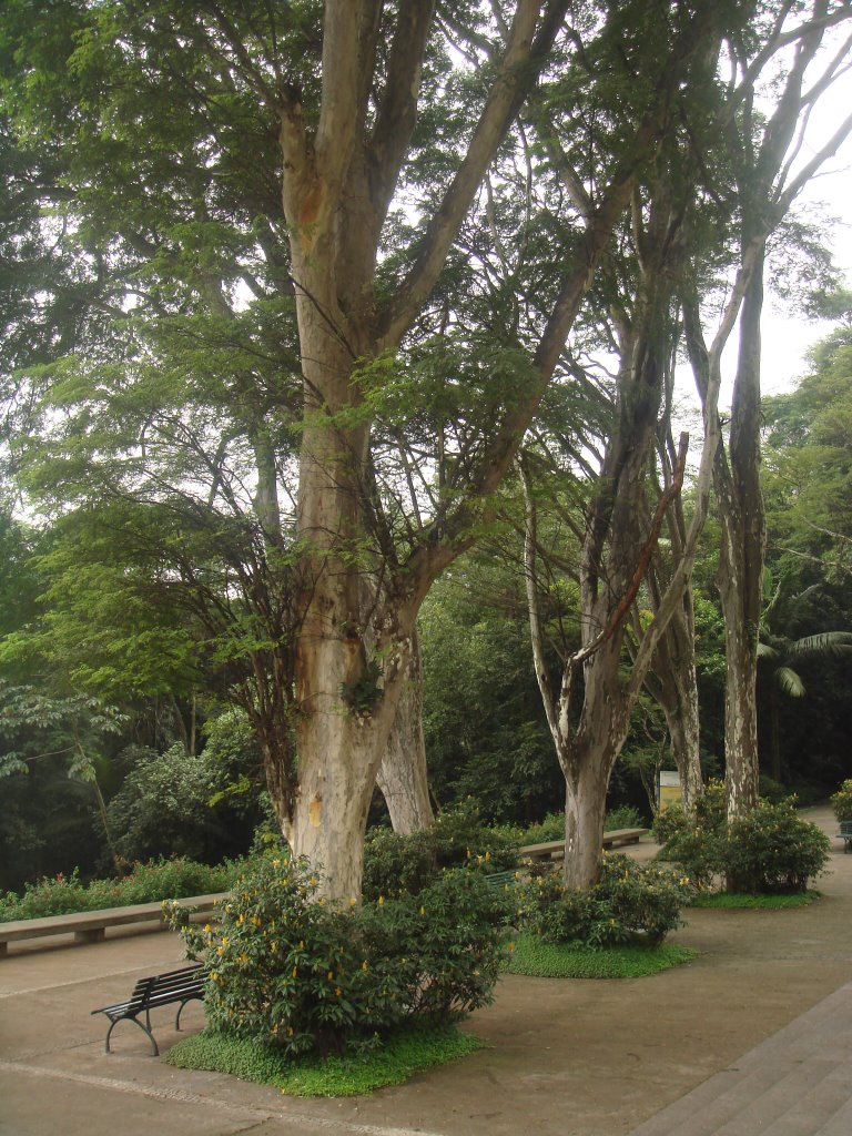 Burle Marx, arvores e arte by MARCELO S F