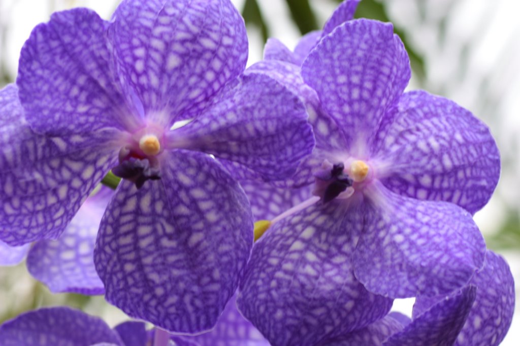 Orchid Vanda coerulea by Jan de Boer