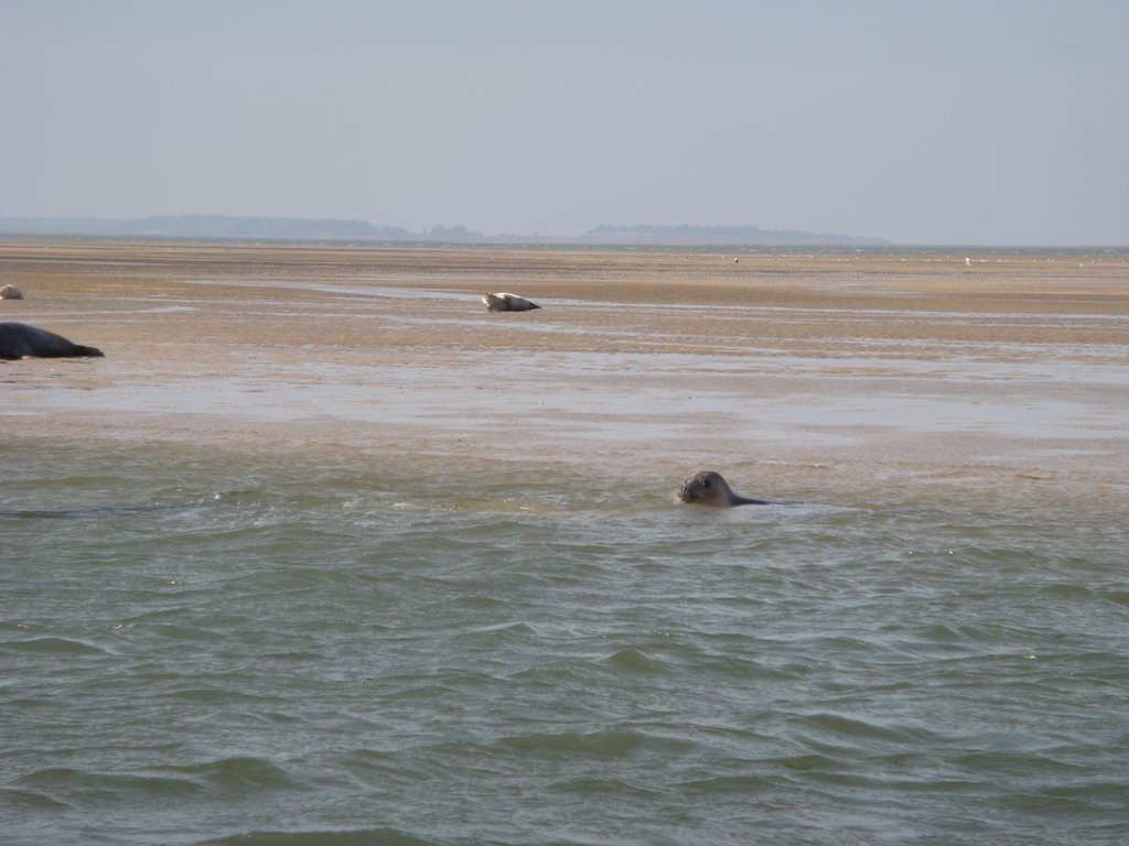 Seal Swimming by chriscale