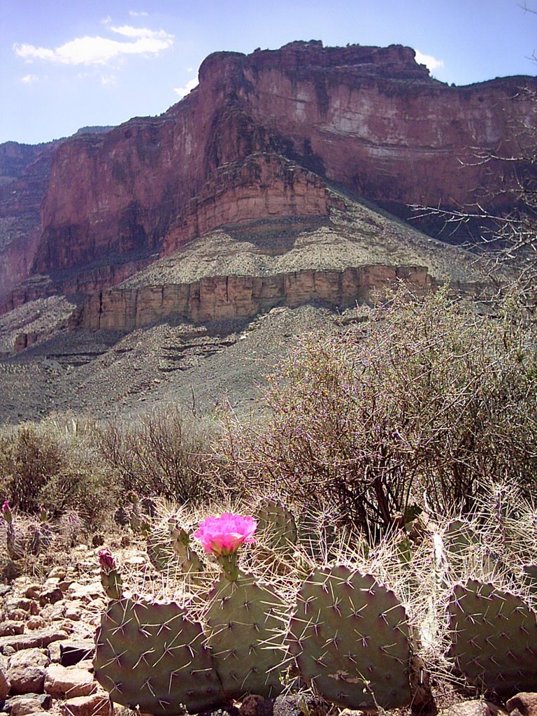 Auf dem Bright Angel Trail by Ronald Mühlenhaupt