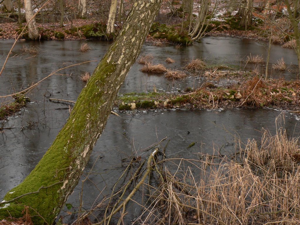 The forest fen by thor☼odin™