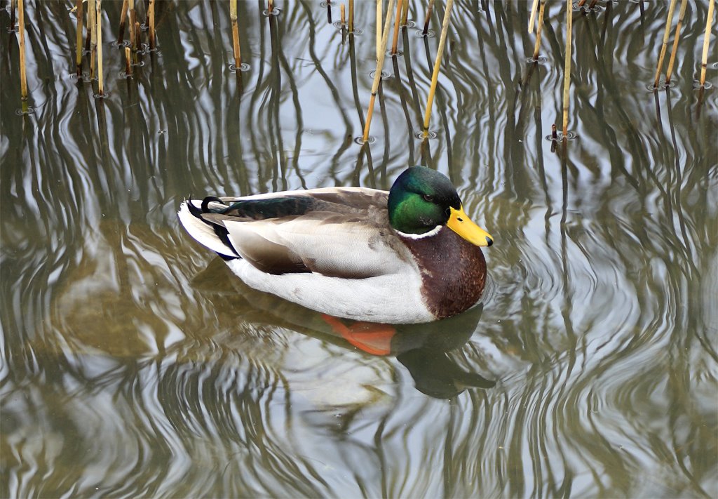 Lonesome Duck by filz123