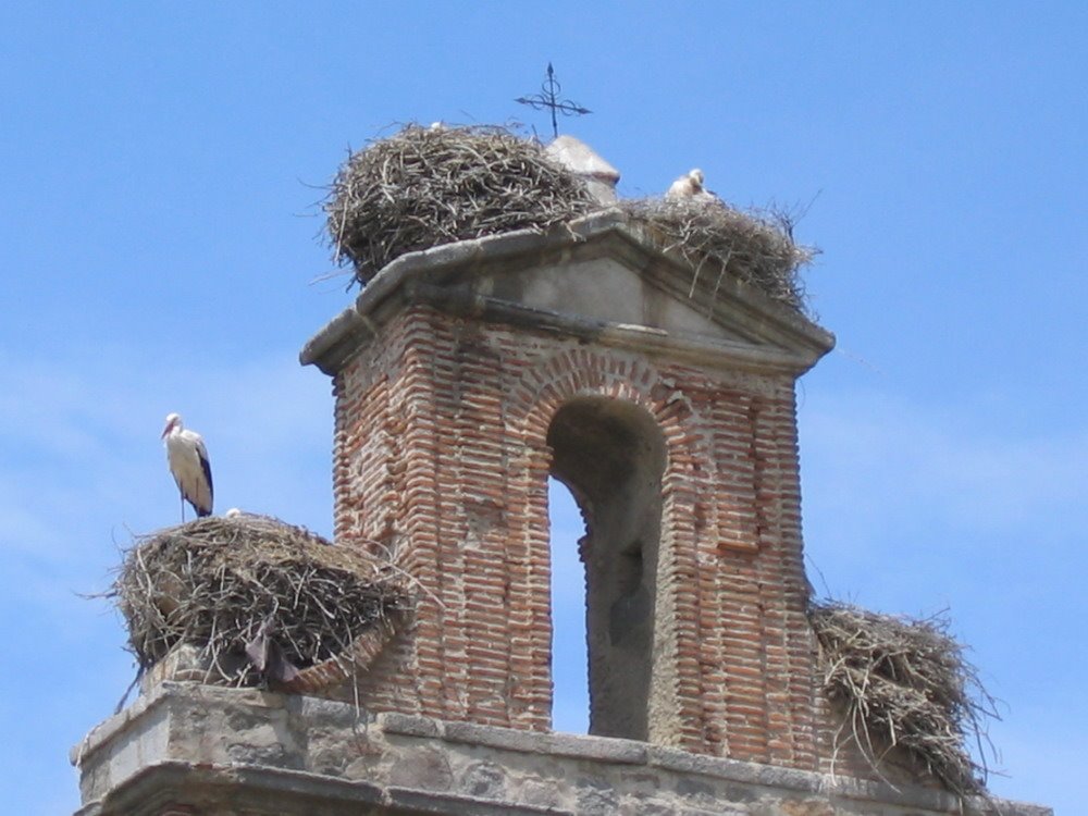 Storks of Avila: don't waste any space! by mainwasser