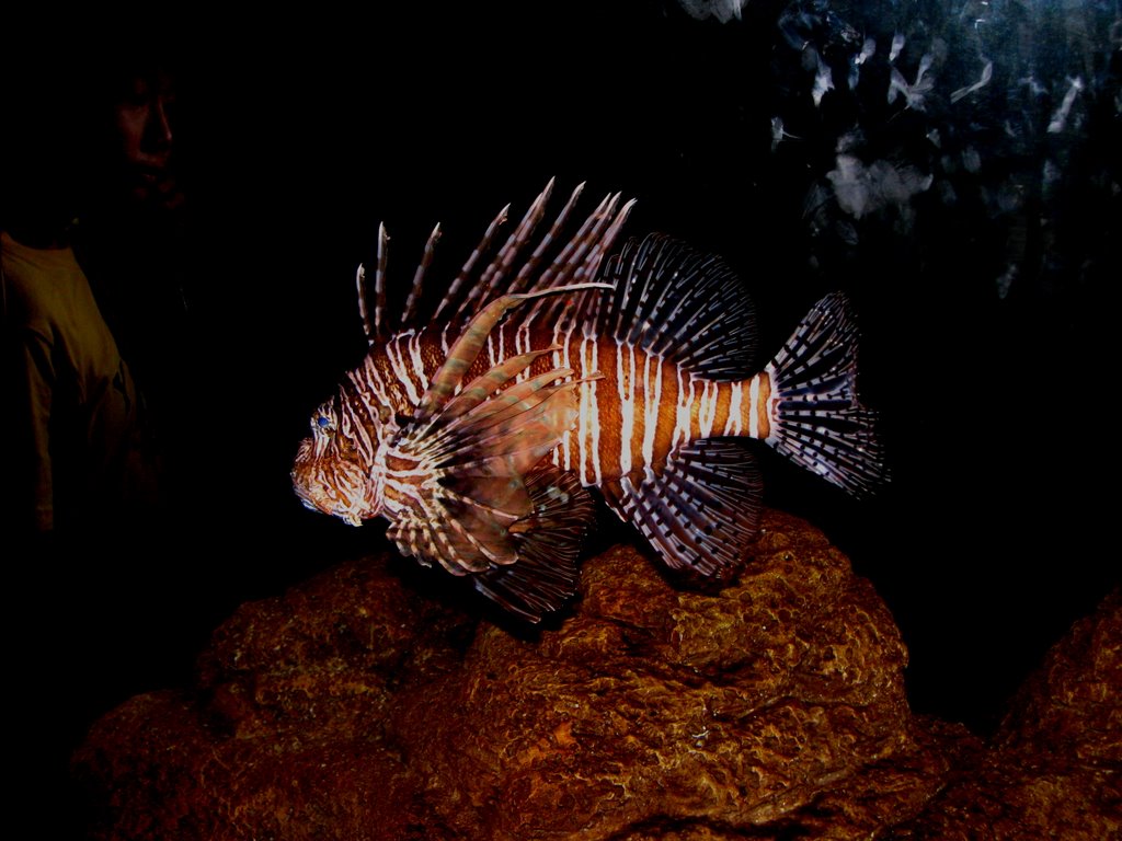 Aquarium Lion Fish by Timothy J Hennessy