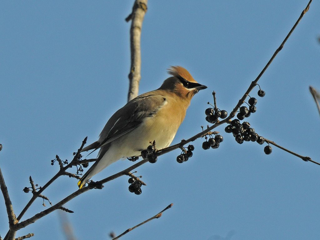 Waxwing by MS_BPQ_FT