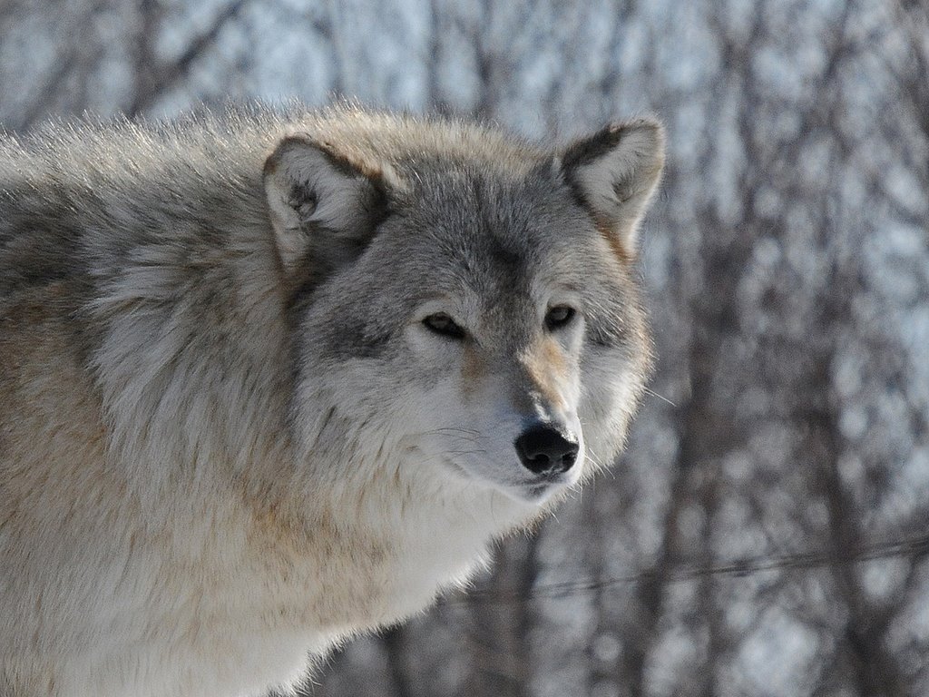 Wolf at the Ecomuseum by MS_BPQ_FT