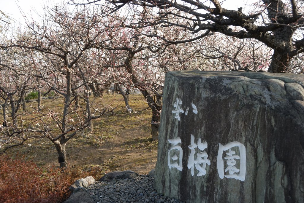 安八_百梅園 by gutoku2