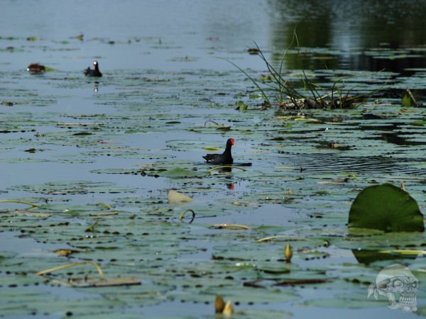 A Moorhen and Coot looking for breakfast by Sawman