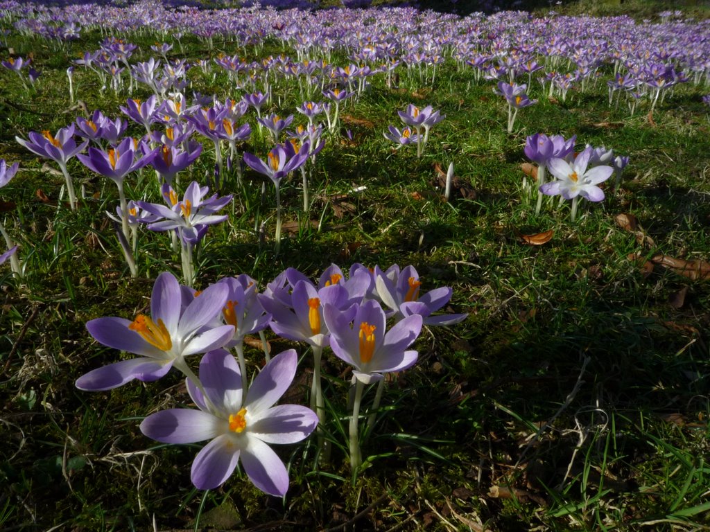 Gorgeous Flowers, next to the main entrance of Trinity College by Markus P.