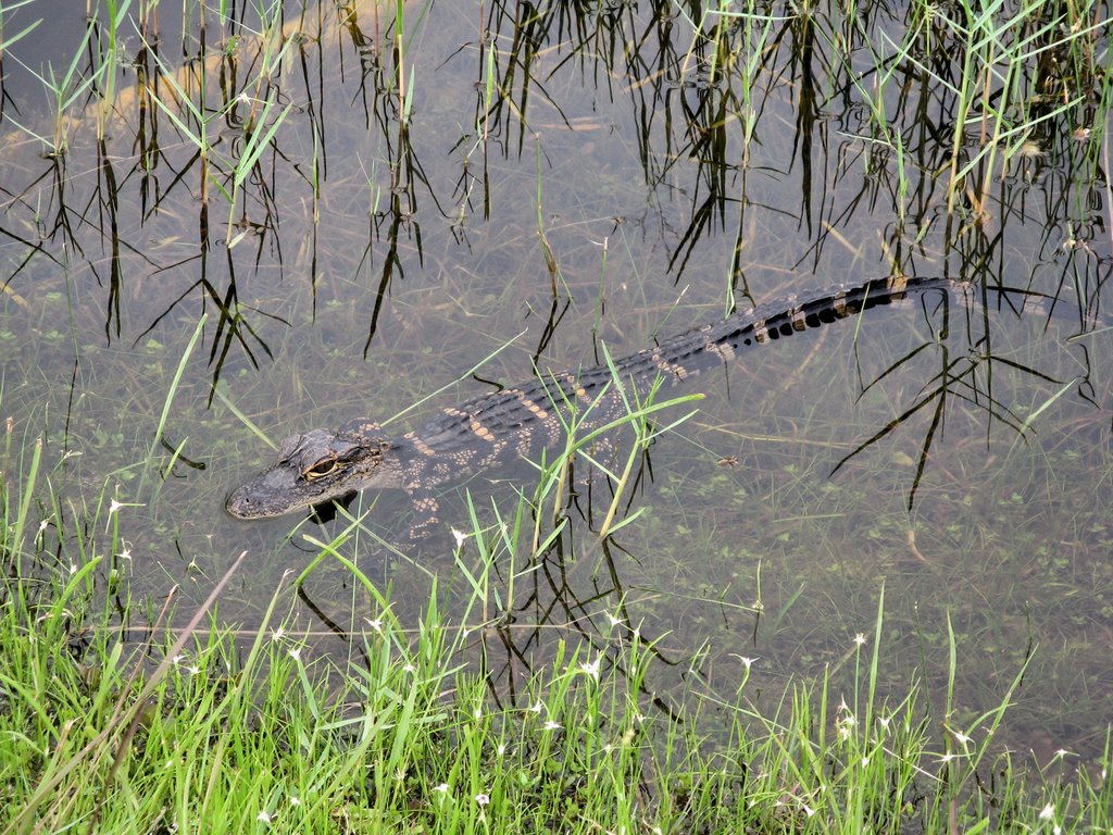 See you later Alligator by Enrico Antongiovanni