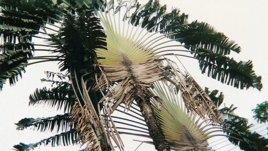 Travellers palm tree at Golden Gardens - Omurelu Street GRA Port Harcourt 20021127 by Delondiny Alias