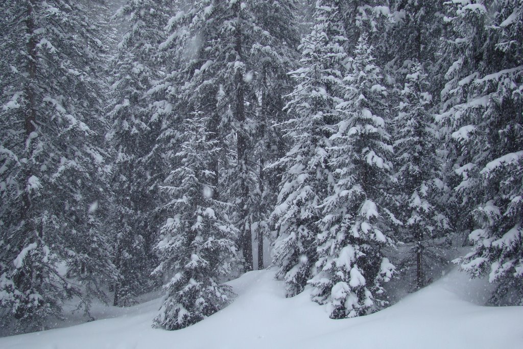 Ehrwalder wald im snee by NatuurCanvas.nl