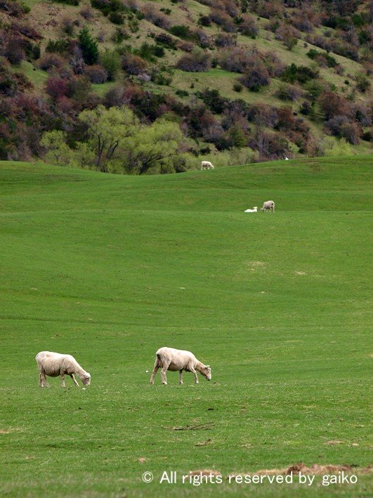 The sheep　country -Queenstown- by gaiko