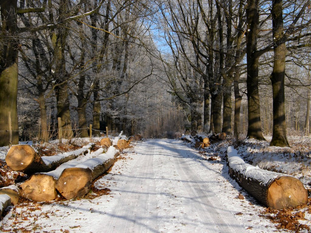 Masnuy Saint Jean : bois d'Hasnon by dirkfrimout