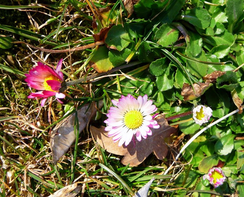 Les premières fleurs sauvages de la saison 2009 by boutolleau