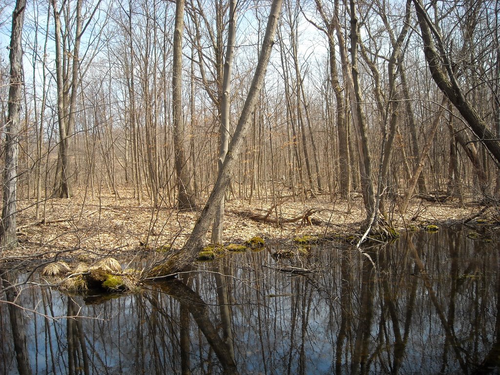 Boreal pond on peebles island by bbrettny1