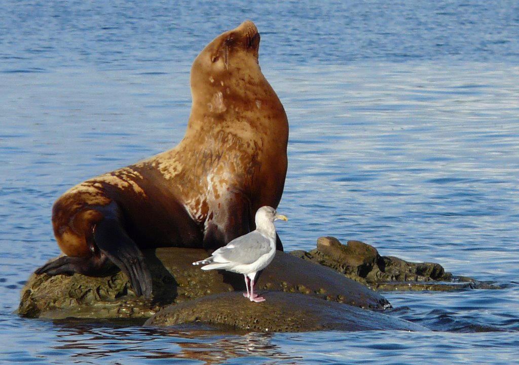 Sealion & Friend by MackXit